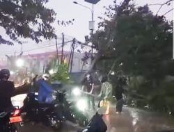 Cuaca Ekstrim, Pohon Tumbang Jalan Mayor Alianyang Macet Panjang
