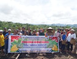 Nanga Kompi Dulu Sukses Produksi Beras, Kini Terkendala Irigasi Rusak 14 Th