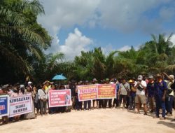 Tuntut Hasil Plasma, Ratusan Petani Plasma dan Koprasi MKP Demo PT. USP 