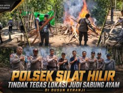 Tanpa Kompromi, Polsek Silat Hilir Obrak Abrik Lokasi Judi Sabung Ayam di Dusun Keranji