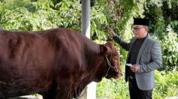 Pemkab Kubu Raya Salurkan 23 Ekor Sapi Qurban di 9 Kecamatan