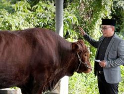 Pemkab Kubu Raya Salurkan 23 Ekor Sapi Qurban di 9 Kecamatan