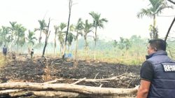 Lahan Bekas Karhutla Disebut Ditanami Sawit, Polisi Cek Lokasi